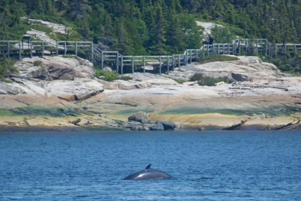 Motel De L'Anse A L'Eau Tadoussac Bagian luar foto